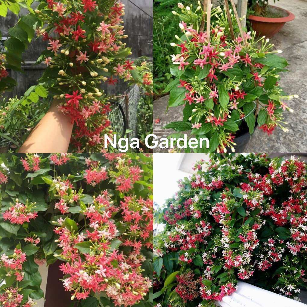 Cây hoa sử quân tử kép leo giàn hoa thơm chống nóng chống bụi giảm nhiệt cho ngôi nhà của bạn