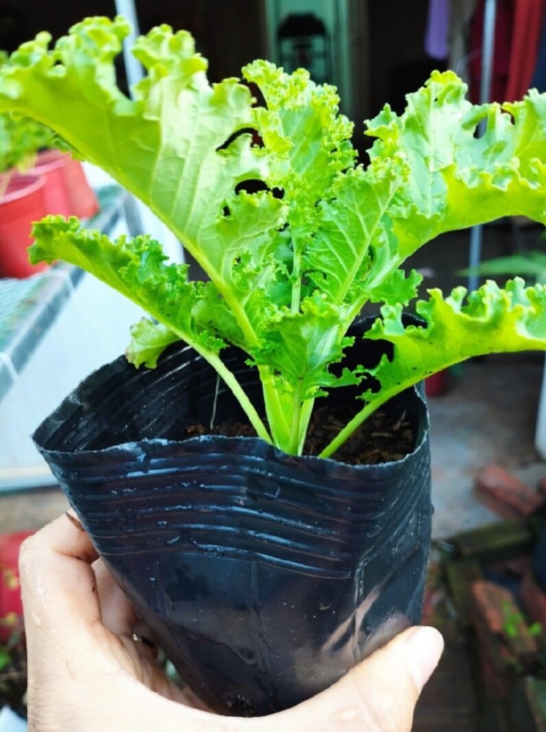 Cây giống cải kale.