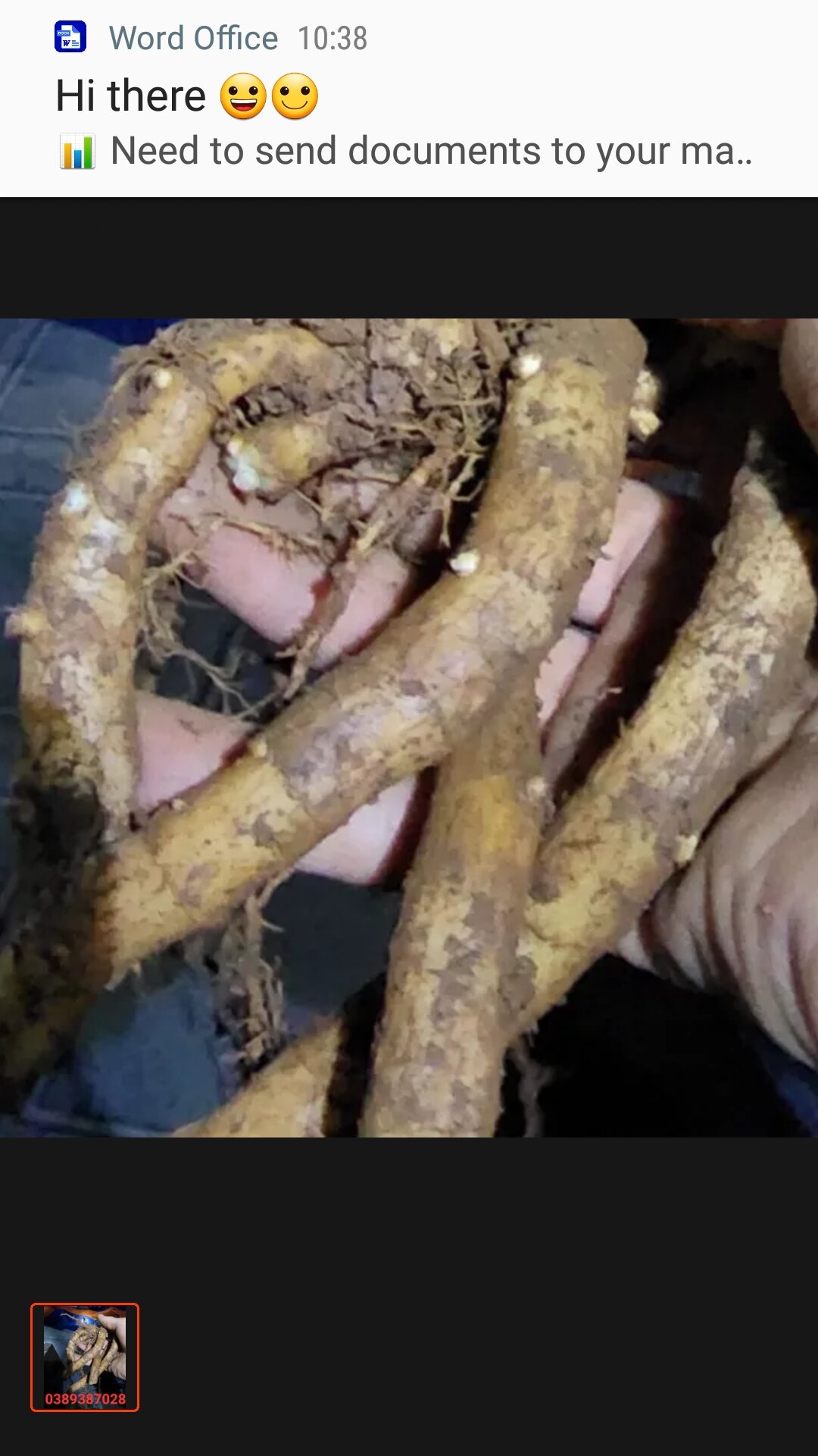 Củ Ngải chống Độc mọc rừng tự nhiên 100g