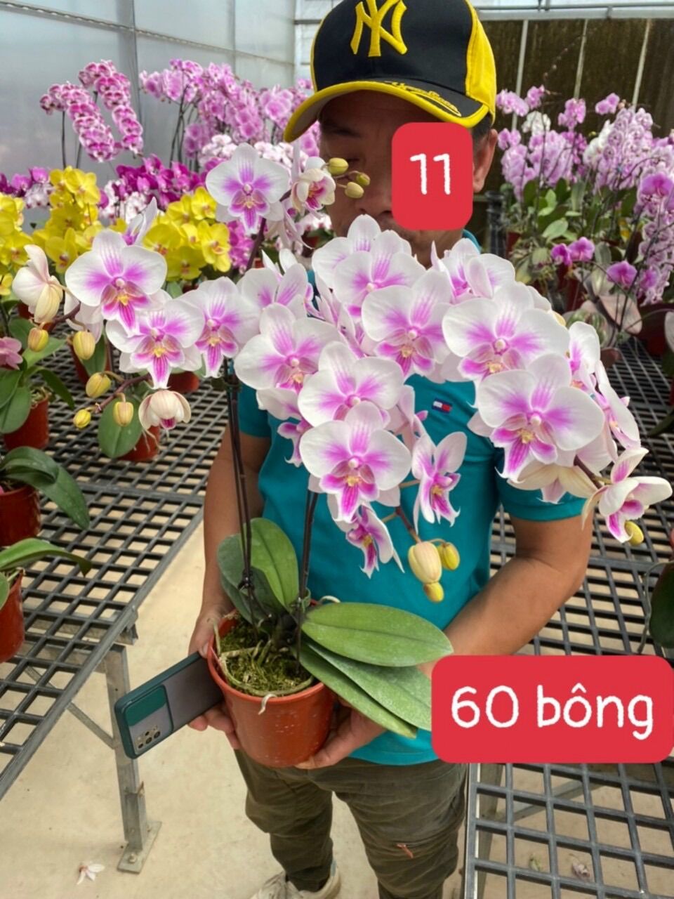 Lan Hồ Điệp Hoa Đại (Cây cắt cành) - Có 10 Màu hoa
