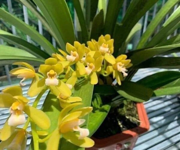 Kiếm Xanh Huế và Phan Trí cây giống khỏe mạnh