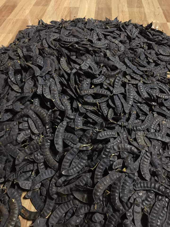 1kg bồ kết khô
