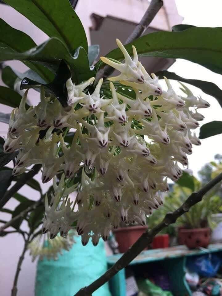 Cẩm cù tên lửa Multiflora