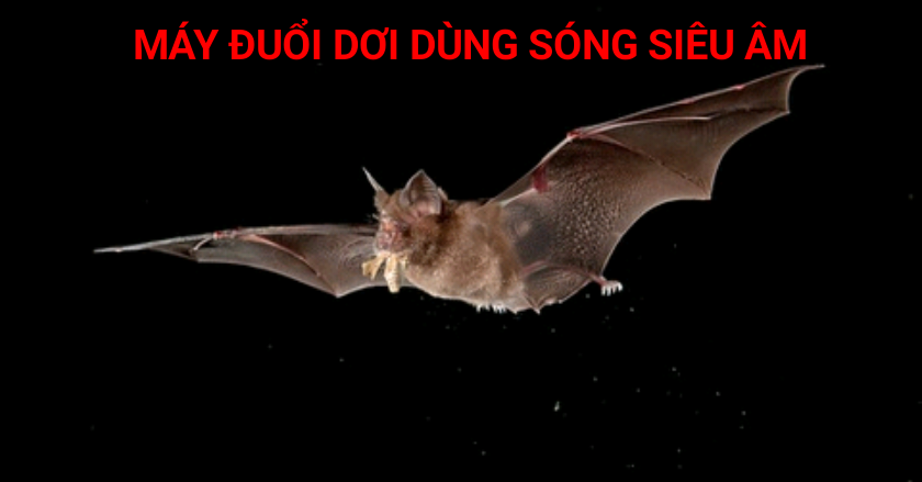 Máy Đuổi Dơi Và Côn Trùng Bằng Sóng Siêu Âm Hiệu Quả