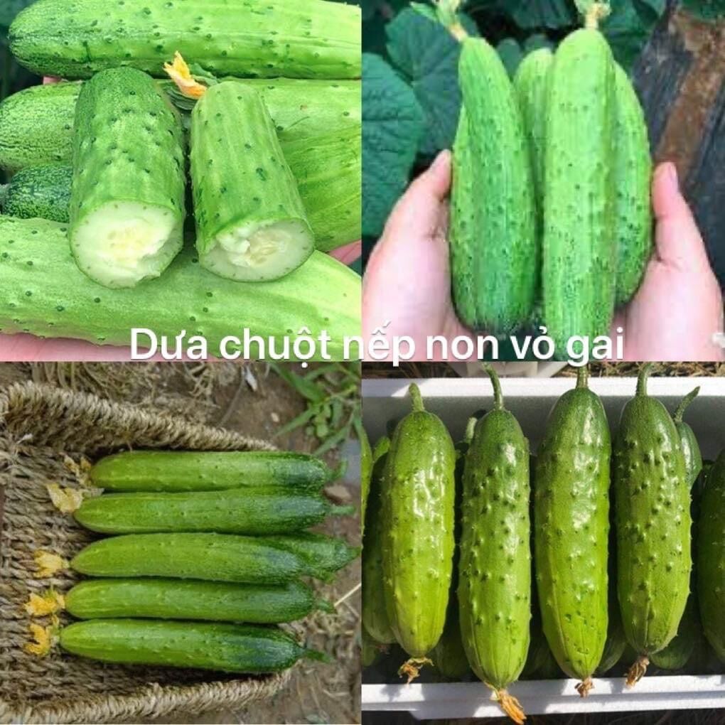 Hạt giống dưa chuột nếp non