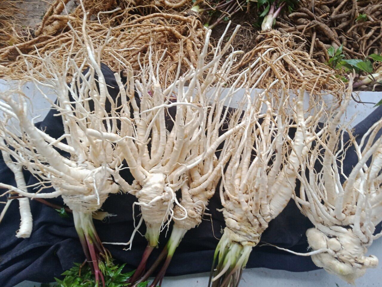 Sâm đương quy tươi Tây Bắc( combo 3kg=150k)
