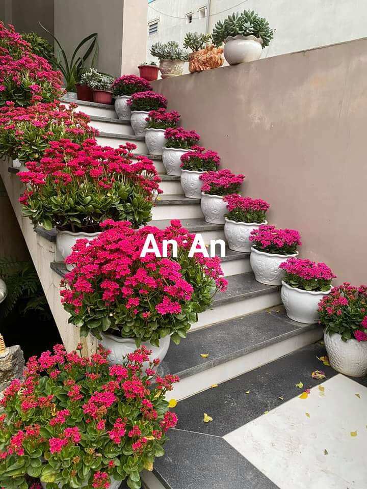 cây giống hoa sống đời