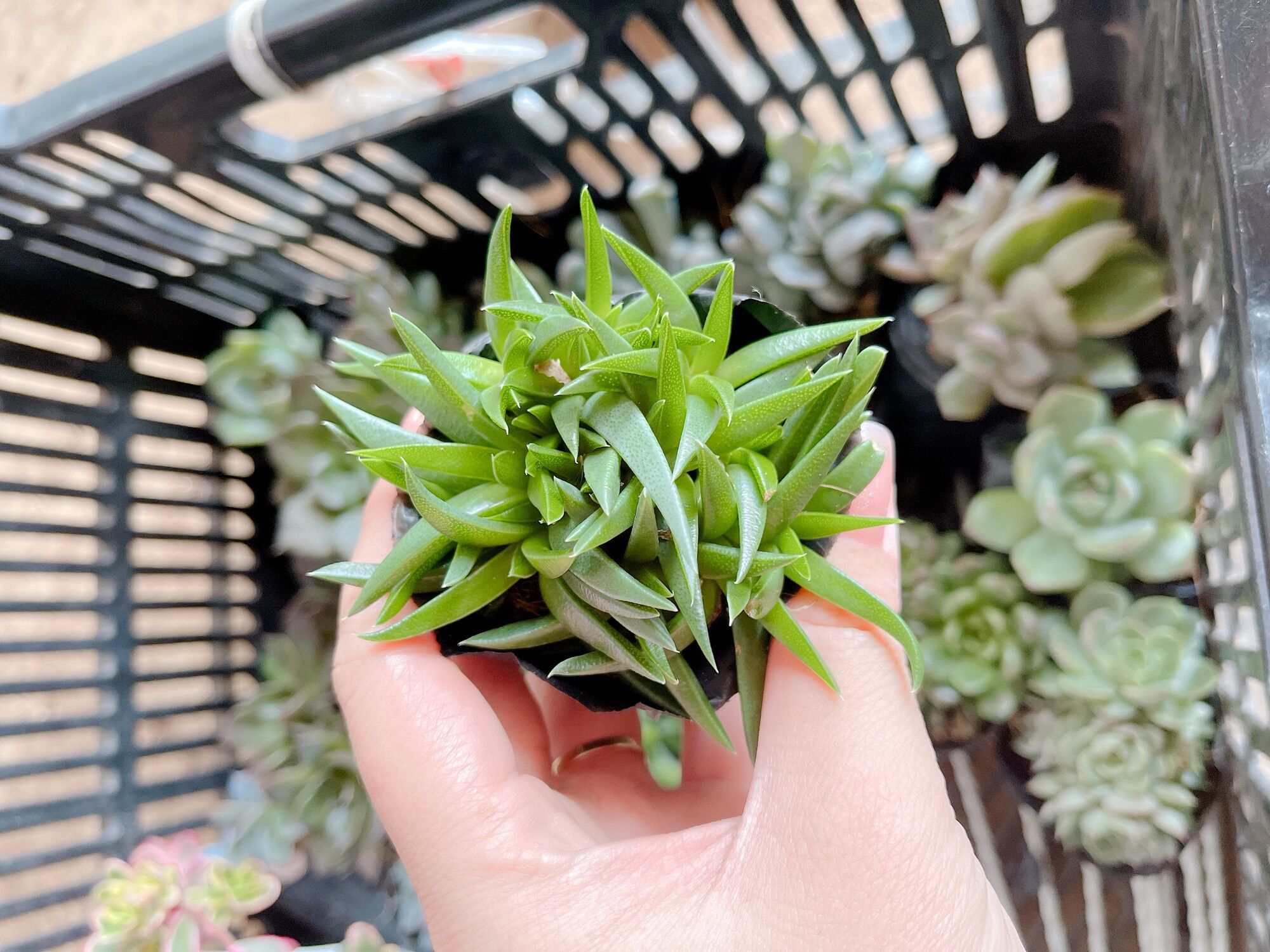 Sen đá cỏ ngọc size bầu 3-5 cm xuất vườn đà lạt