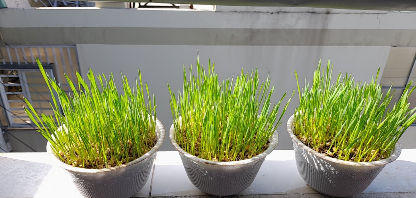Cỏ Mèo Tươi Cho Mèo