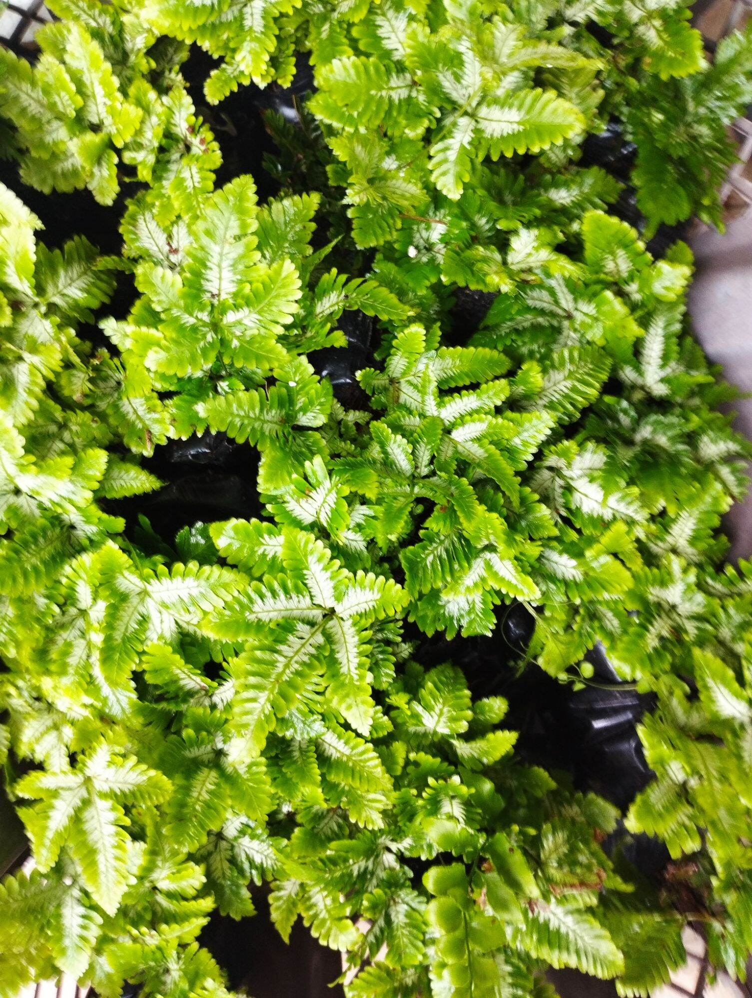 Dương sỉ mini cẩm thạch