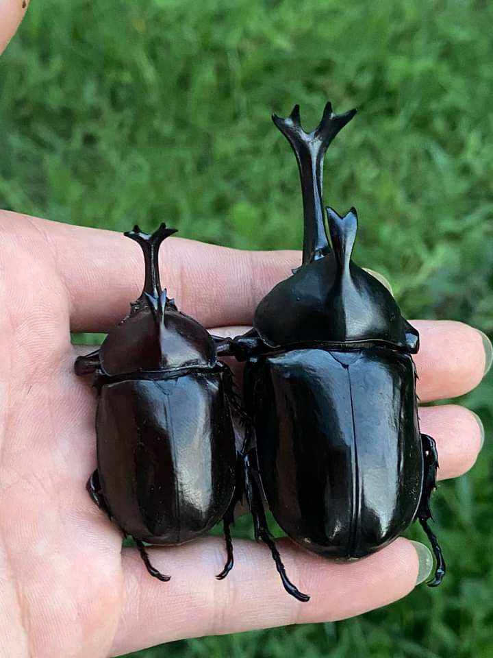 Bọ cánh cứng Kiến vương, tê giá.c, bọ 2 sừng, 3 sừng, 5 sừng