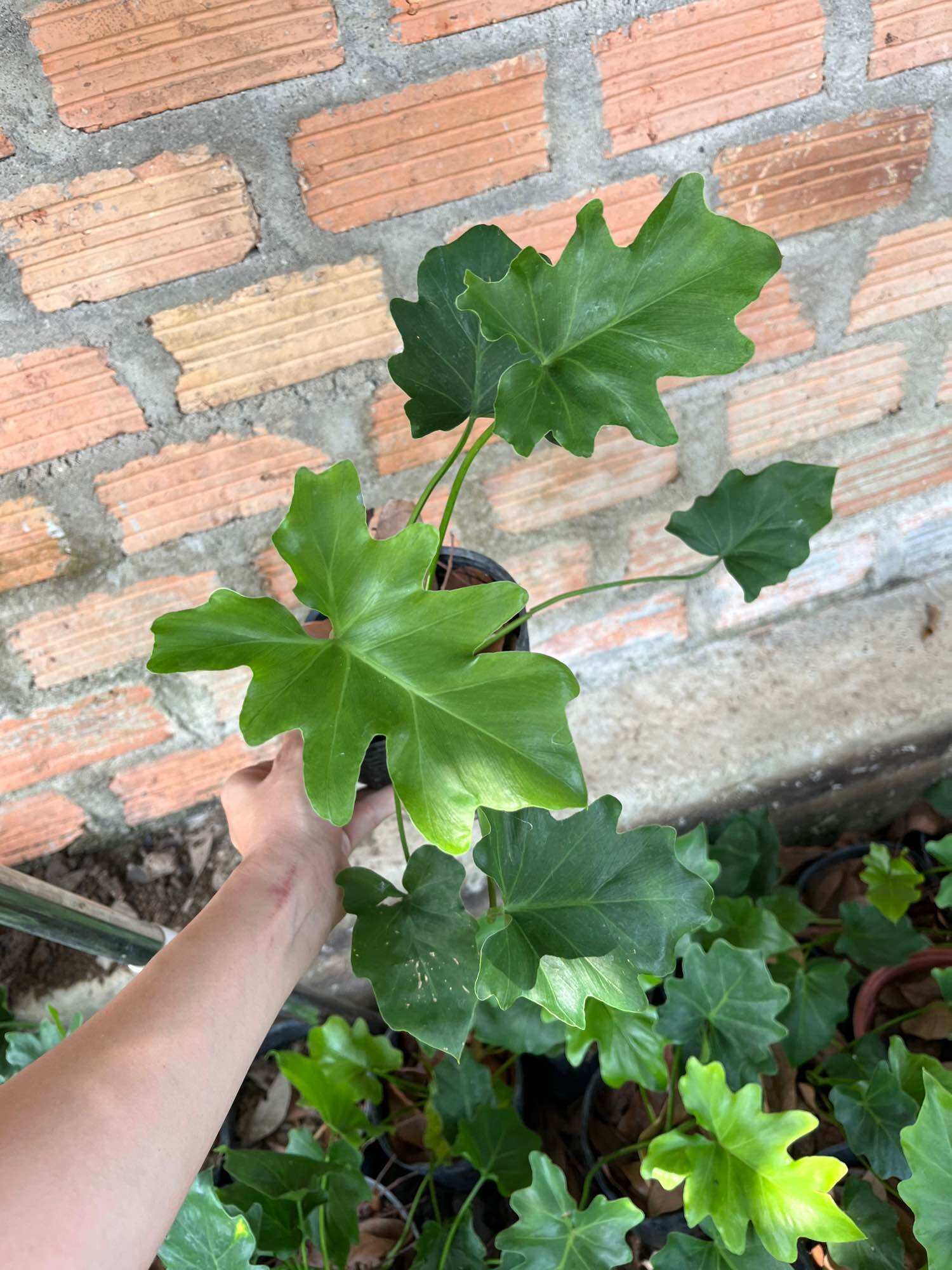 cây giống trầu bà thanh xuân