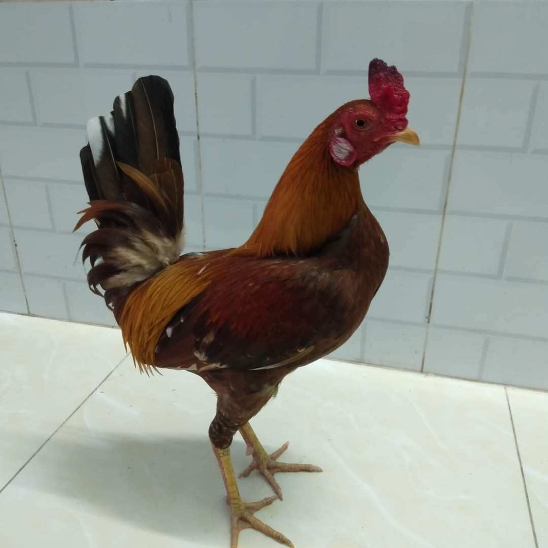 10 trứng gà khét siêu mỹ f1 ấp nở