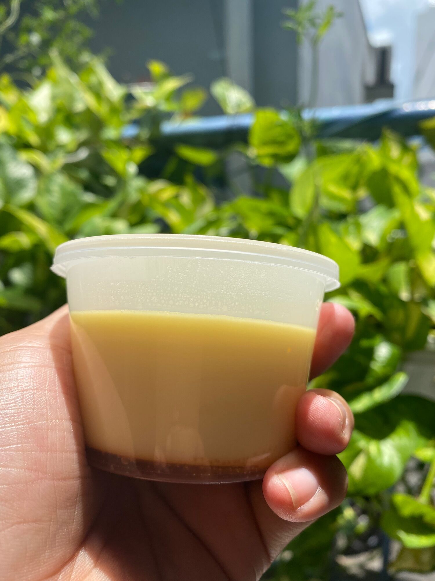 Hũ làm bánh flan 50 hũ