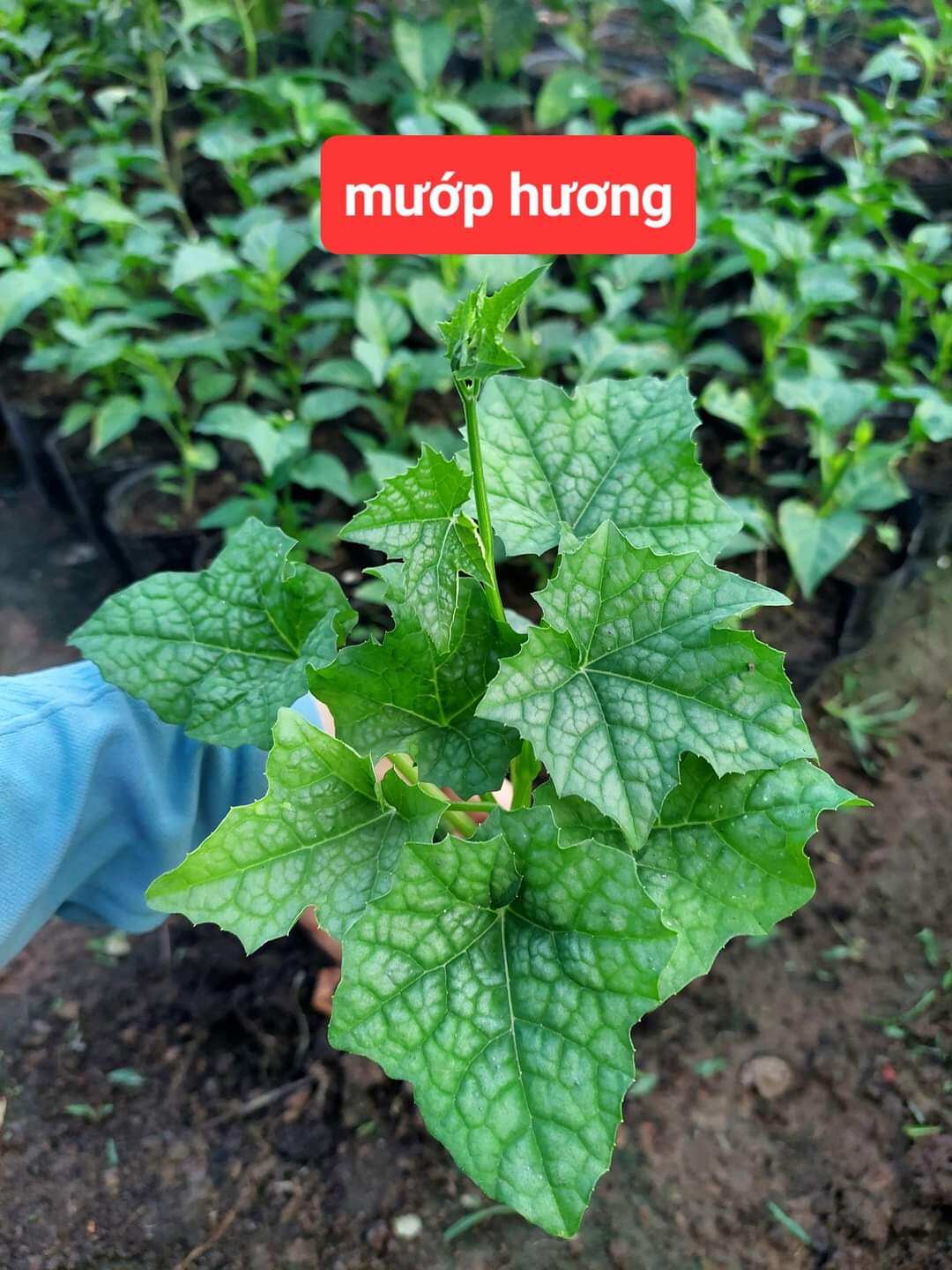 Cây giống - 1 cây mướp hương ươm sẵn bầu đất