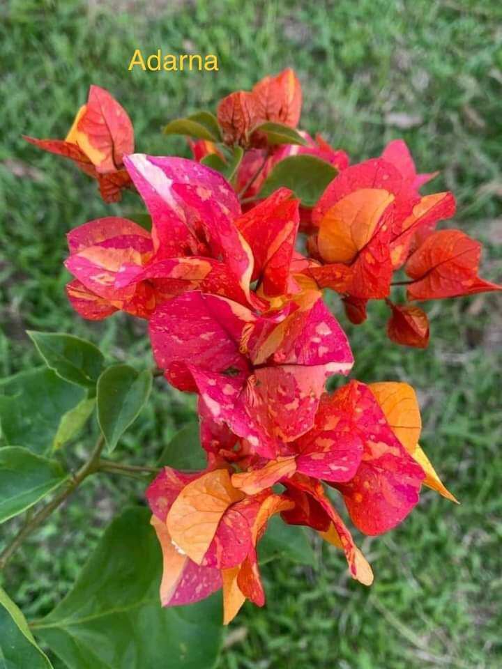 Cây hoa giấy ghép
