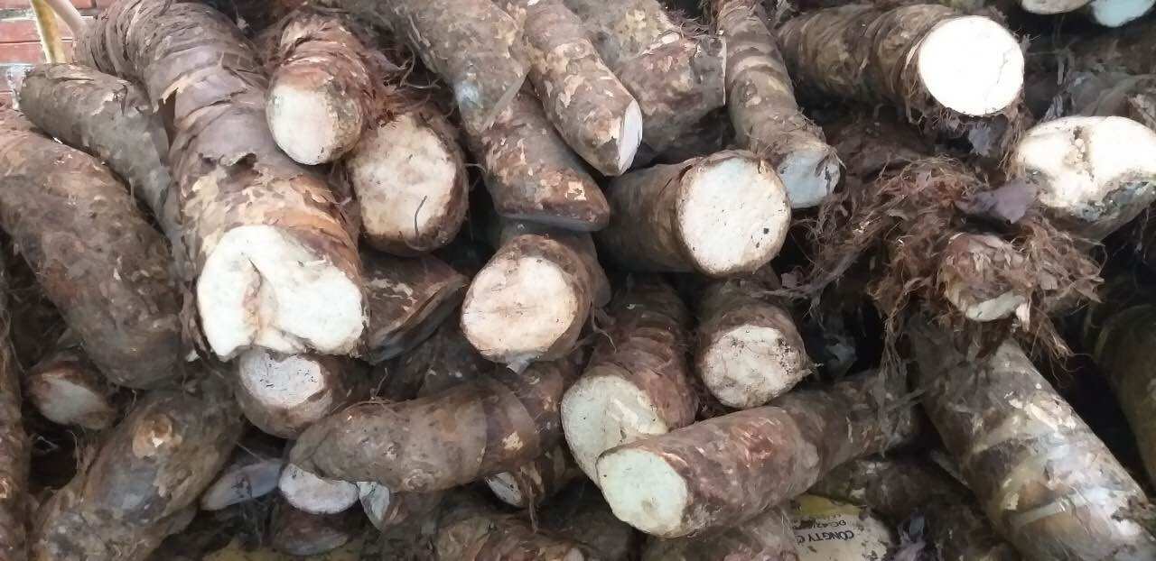 Củ bạc hà núi 3kg trị ung thư đào ơ thiên sơn núi cấm