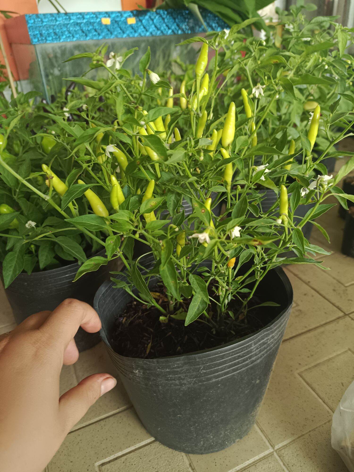 Cây giống ớt kiểng rất dễ chăm.xanh tốt có CHẬU