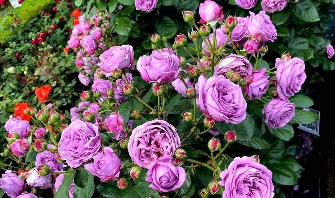 Hoa hồng Kinda Blue Rose