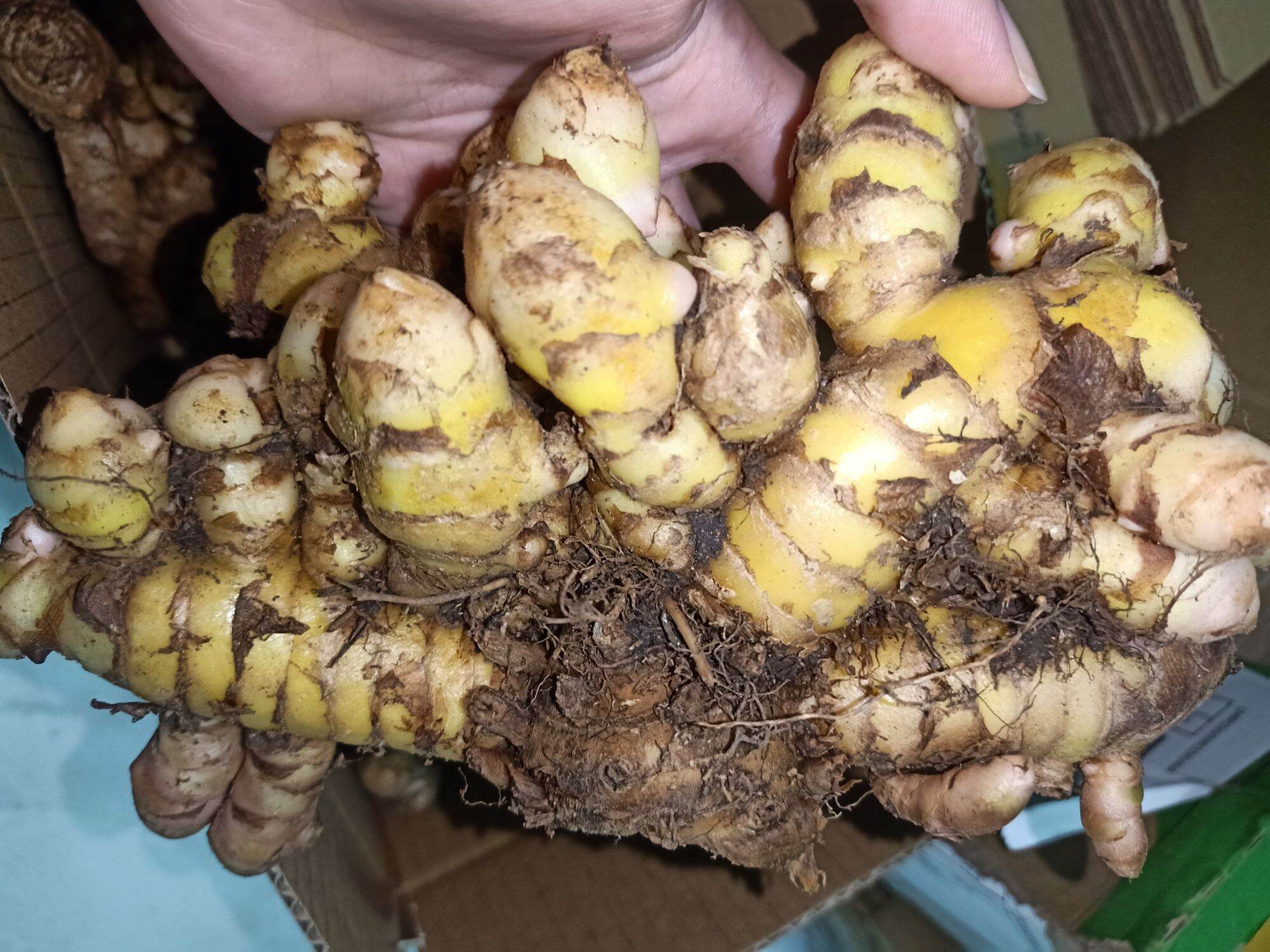 1Kg Nghệ Xanh Đào Rừng chắc lọi