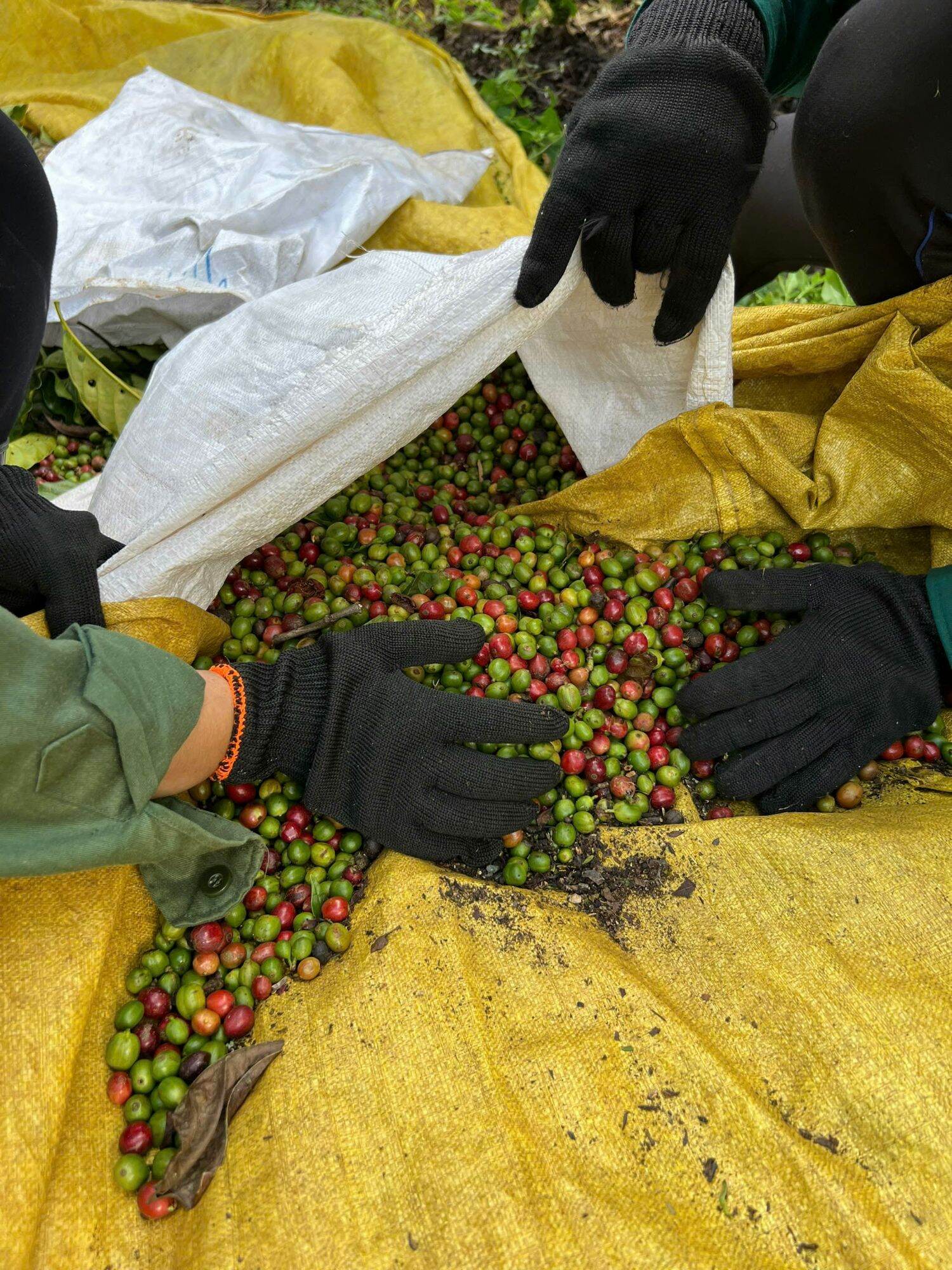 CÀ PHÊ TRUYỀN THỐNG LÂM ĐỒNG 1KG