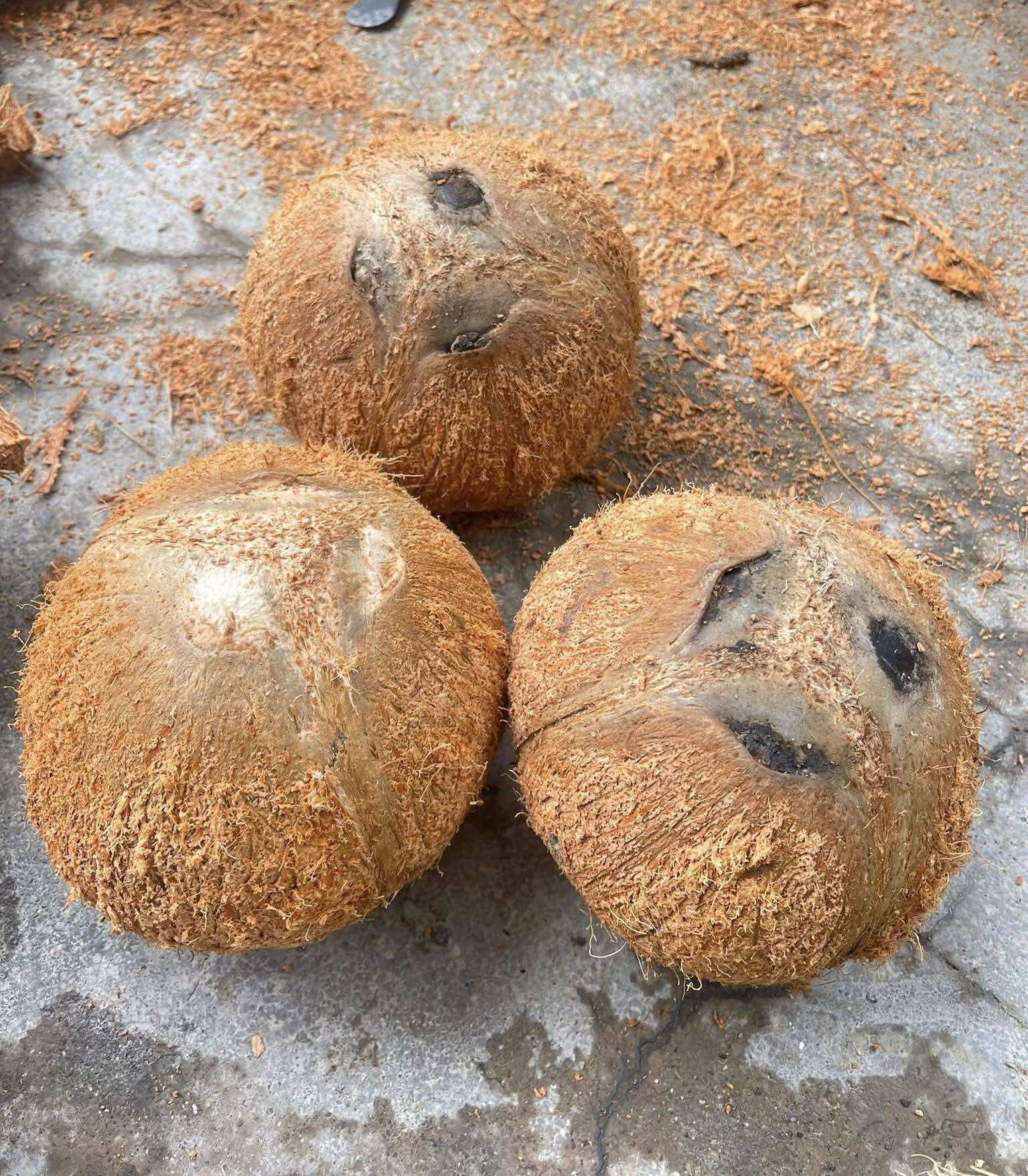 Combo 3 Trái Dừa Khô Lột Vỏ Sẵn
