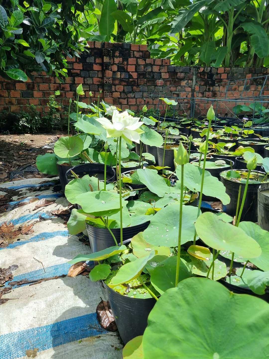 củ sen giống mẫu đơn trắng