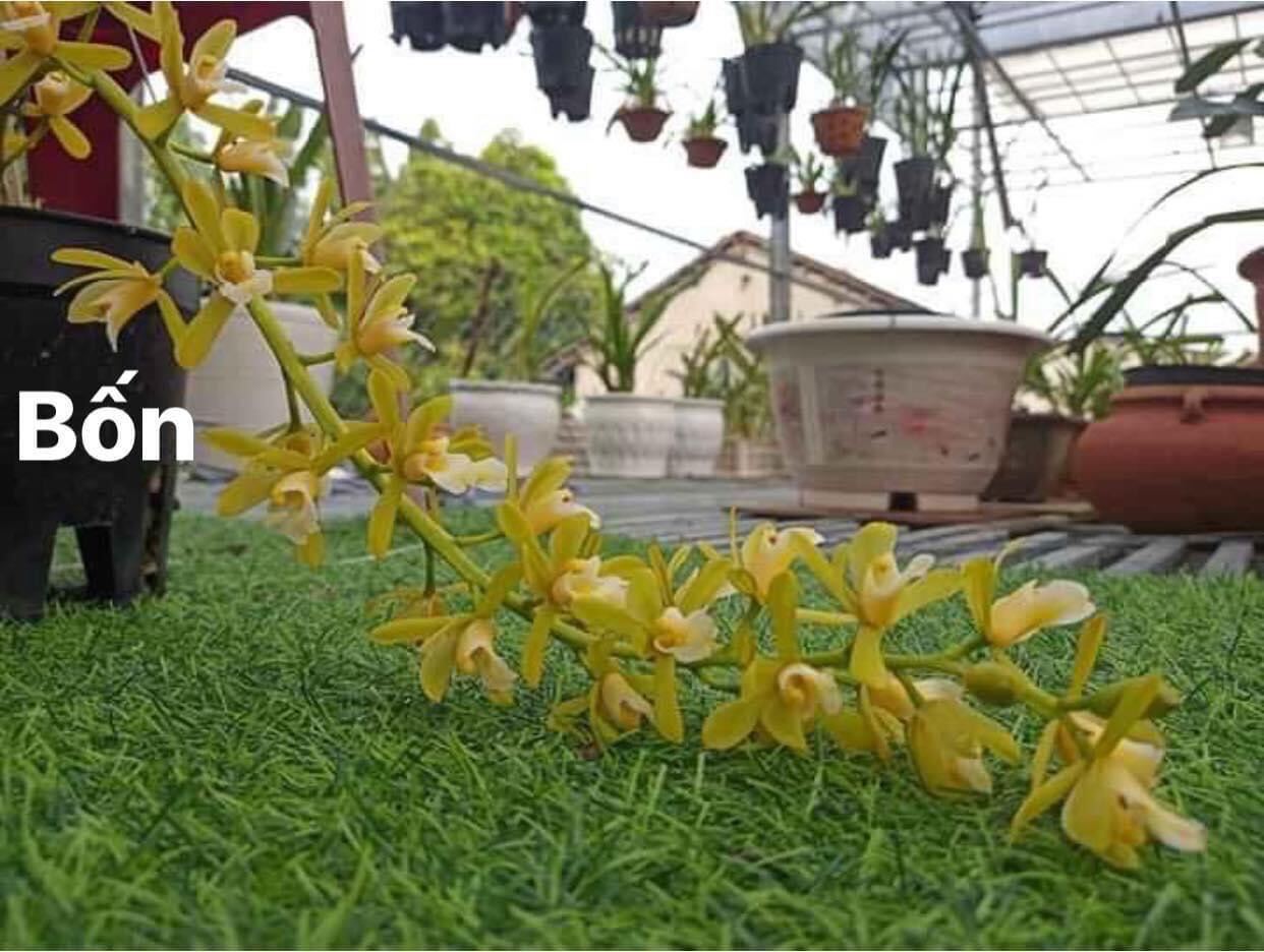 hoa lan kiếm thái