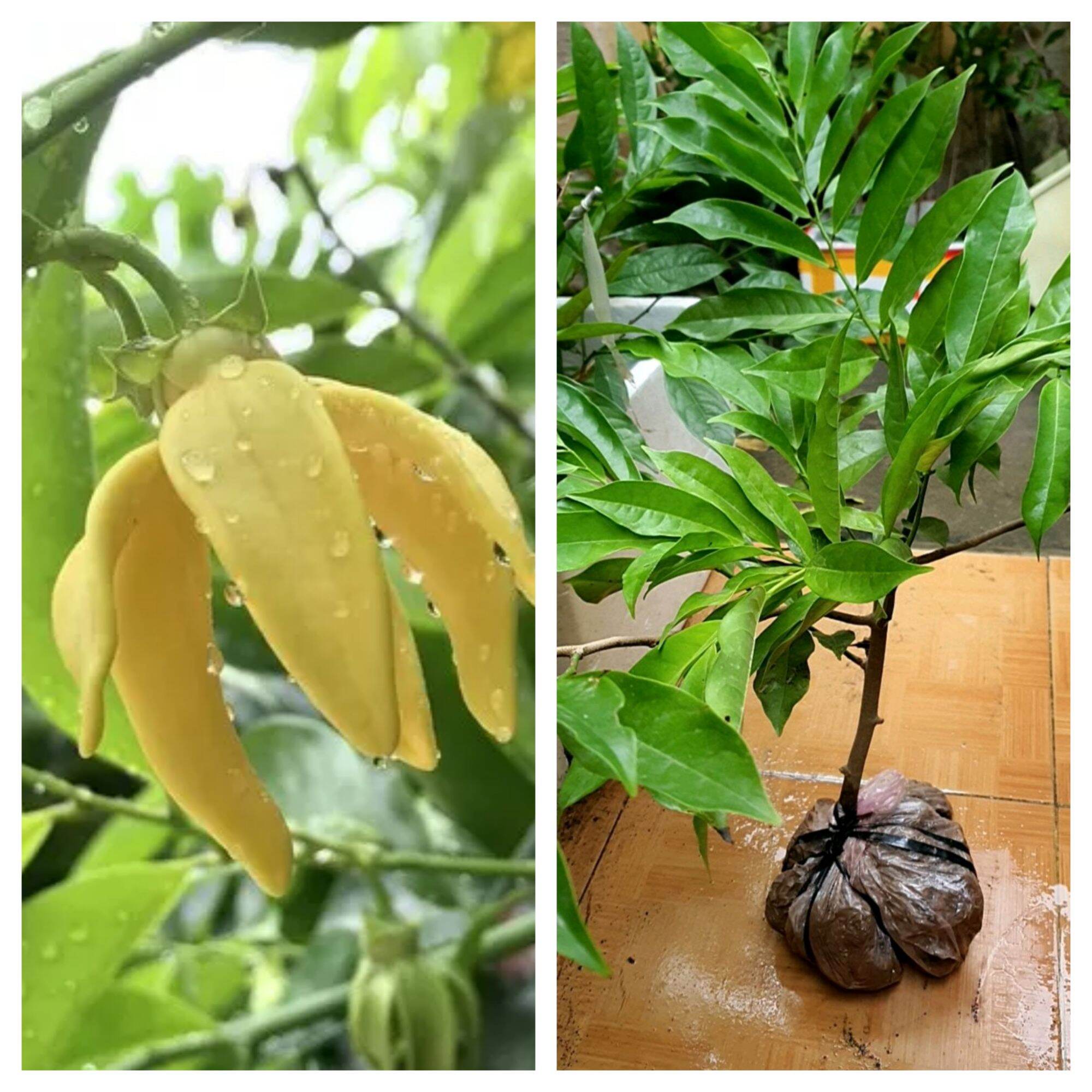 Cây hoa móng rồng hay cây dẻ thơm
