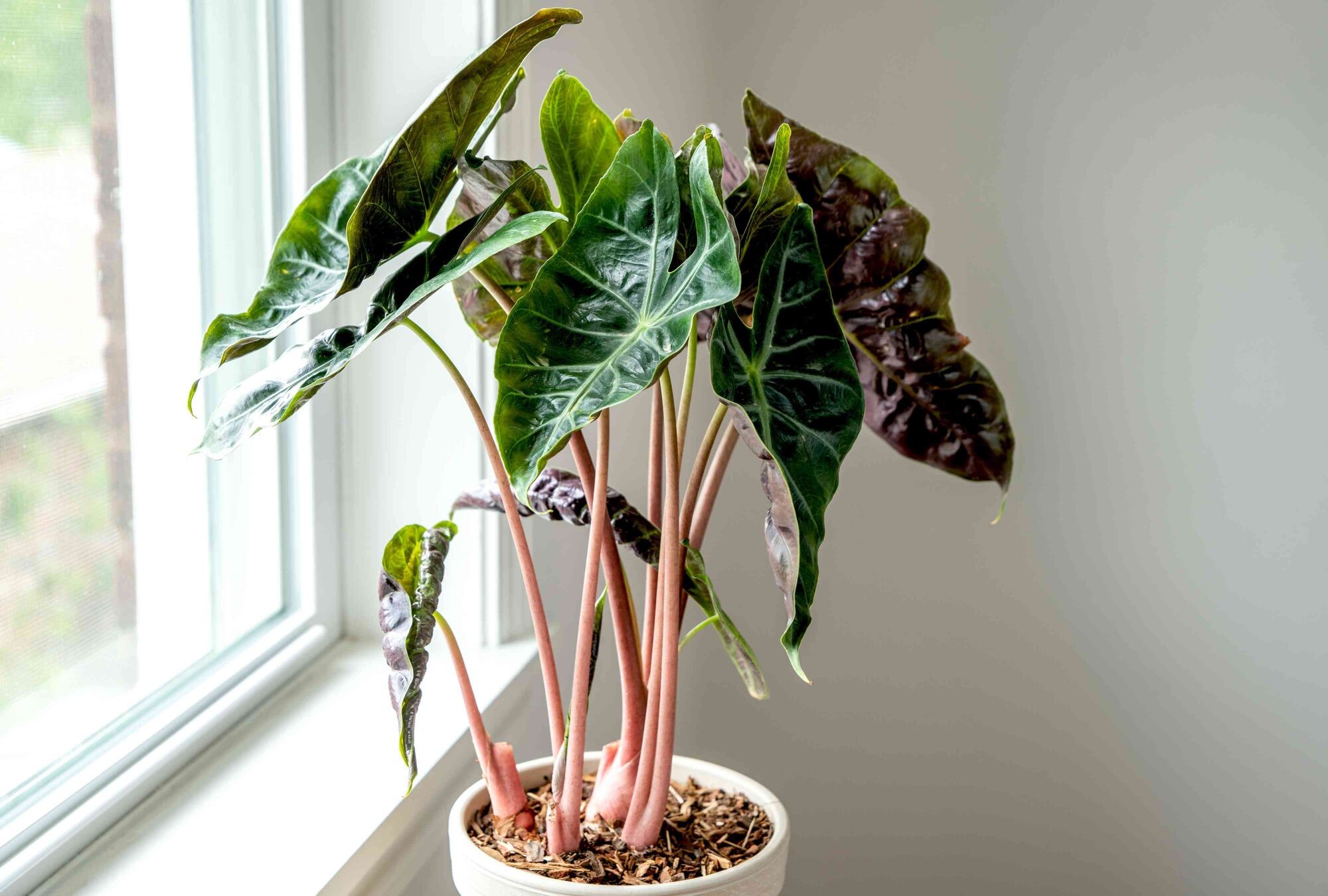 [Giá Tốt] Chậu Cây Alocasia Pink Dragon Size lá 30cm Cao 80cm - Môn Rồng Thân Hồng Cây Phong Thuỷ Hú