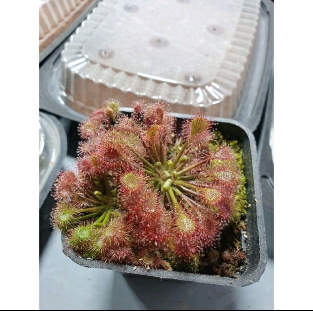 Cây bắt mồi bẫy keo - gọng vó drosera eloisiana