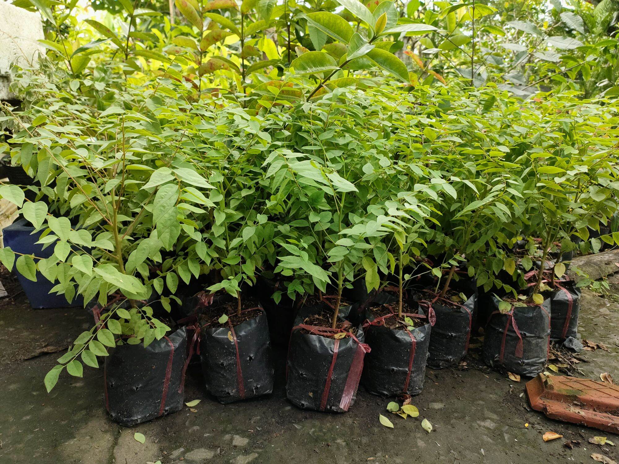 Cây chùm ruột
