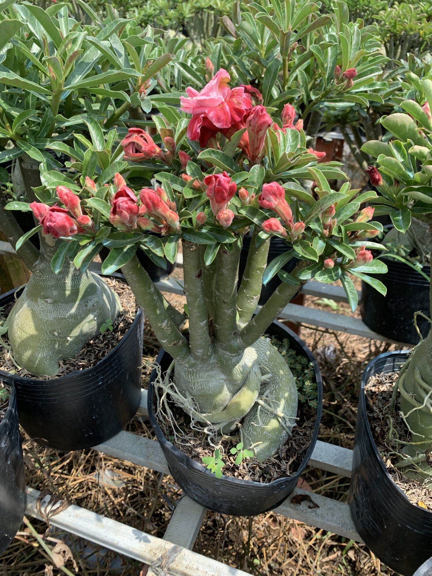 Cây sứ thái ghép. (cao 45cm )