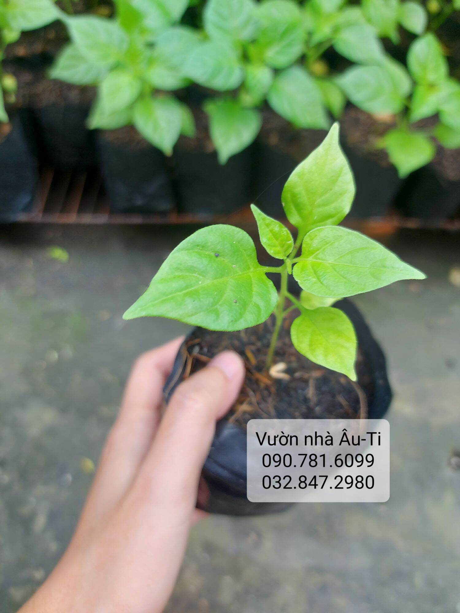 Cây ớt Peru Charapita ( 5 TẶNG 1 ), ớt đắt nhất thế giới