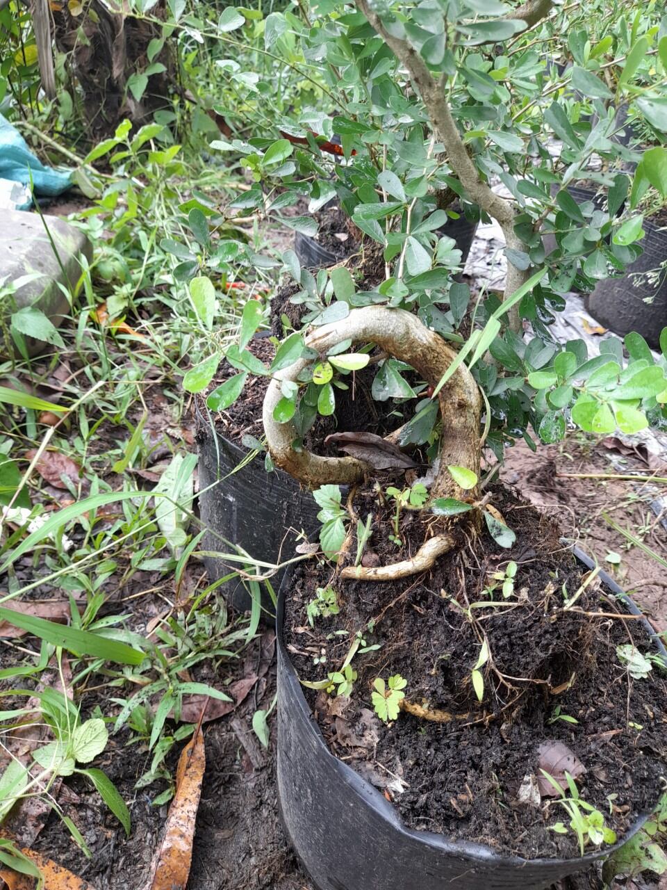 Bong Garden_Phôi Linh Sam Tím siêu bông_ uốn thân sẵn