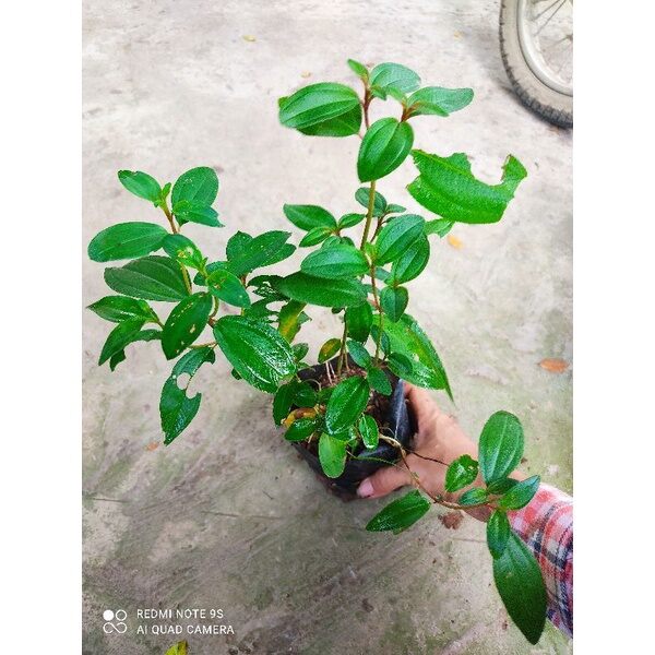 Hoa mua tím lợt.6k chậu(shop mới bán mua từ 100k tặng cây giống)