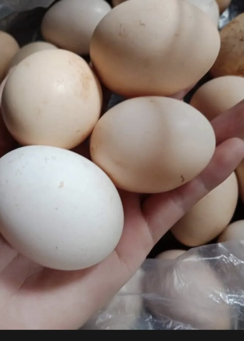 10 TRỨNG GÀ ĐỒI TIÊN YÊN( LẠC HOẶC TRỐNG KHÁCH CHỌN NHÉ)