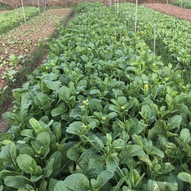 Hạt giống Rau Cải Ngồng (gói 20g)