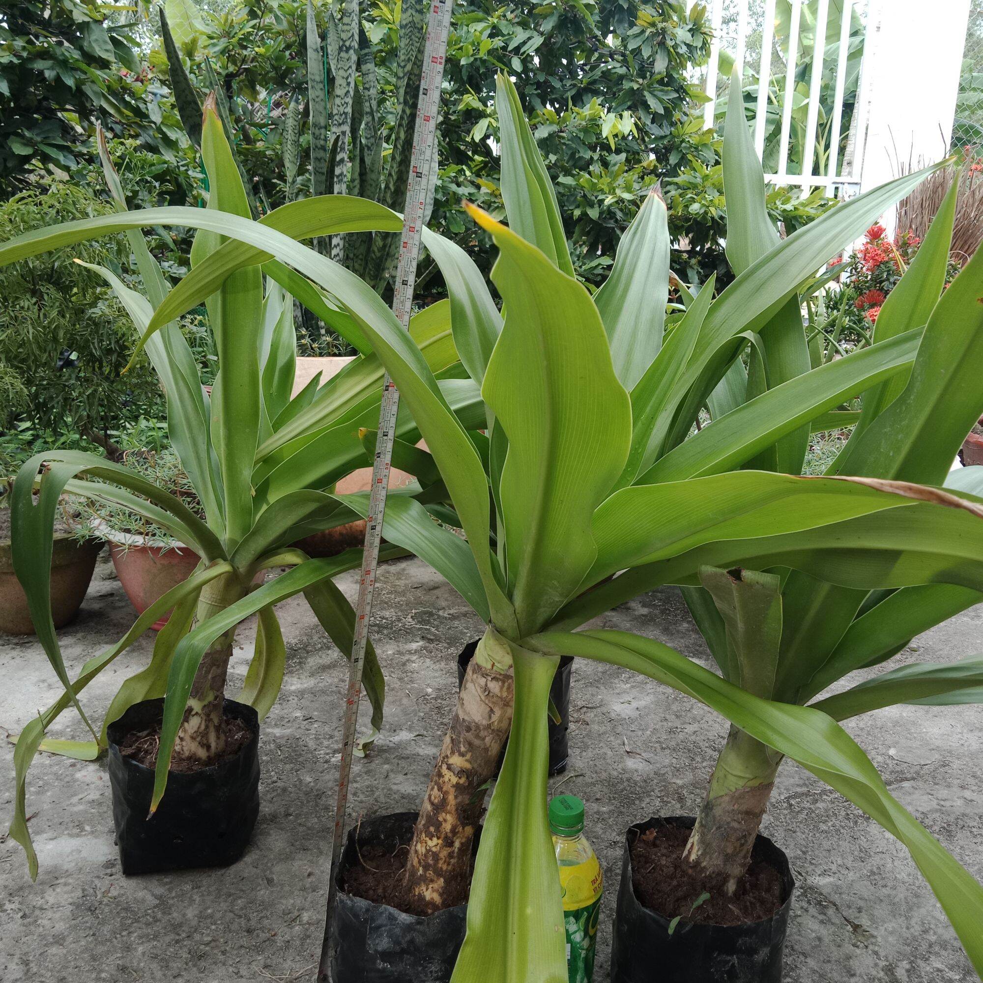 Cây náng hoa trắng loại lớn.cây shop tự chụp