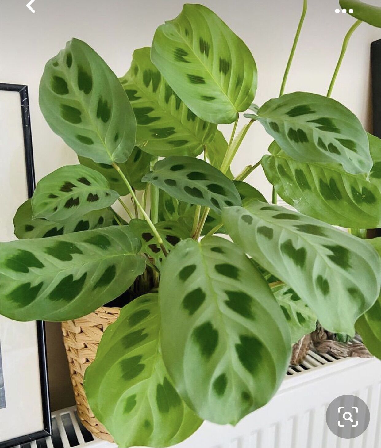 Cây đuôi công xanh/ green maranta