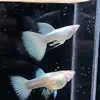 Guppy 7 màu abino full white 200k - phụ kiện trang trí hồ cá, hòn non bộ - ảnh sản phẩm 1