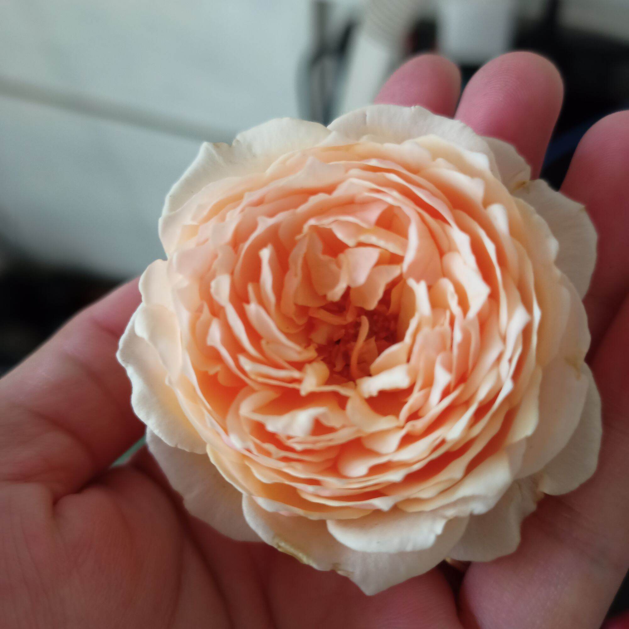 Cây hoa hồng masora cao từ 40cm