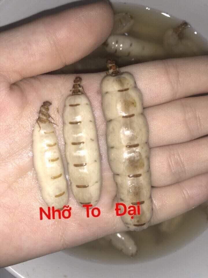 20 con mối chúa size nhỡ