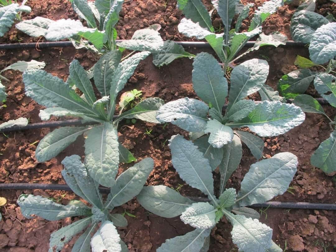 Hạt giống kale khủng long tím( 100 hạt)