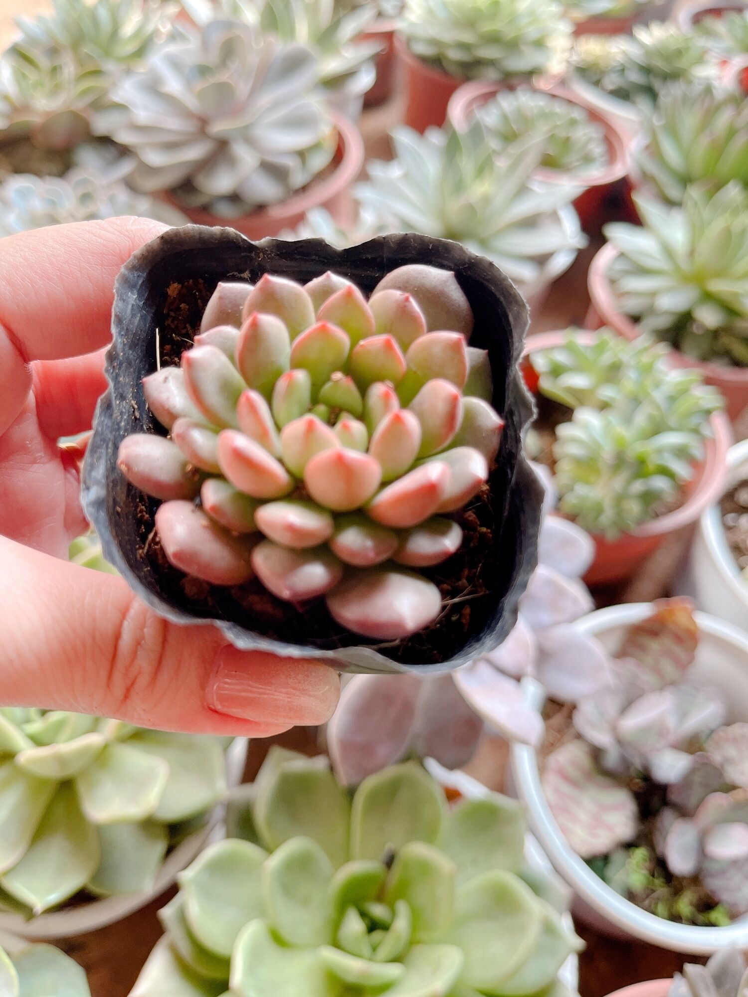 Sen đá Ruby size bầu 3-5 cm xuất vườn đà Lạt