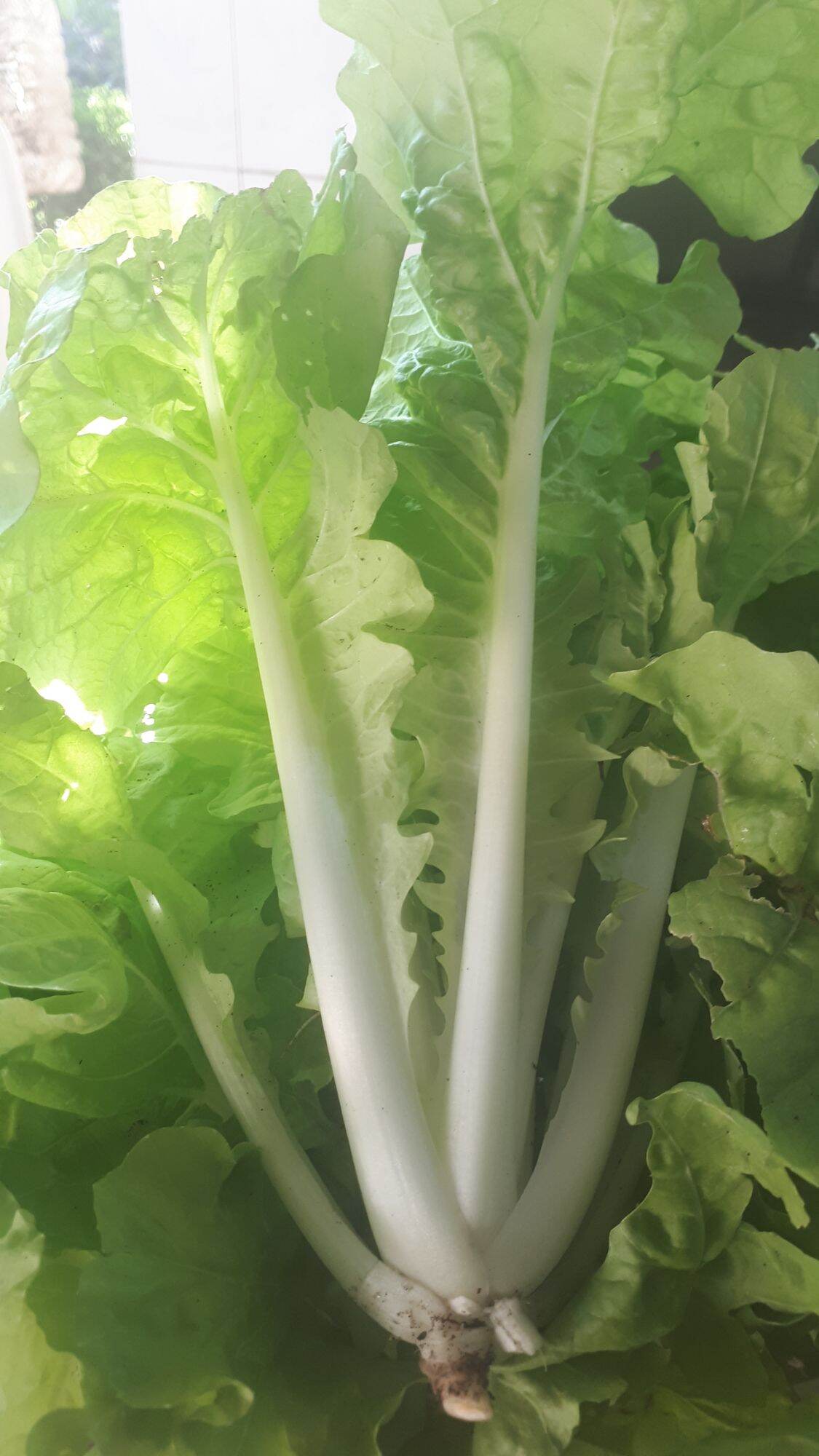 5gr hạt giống cải bẹ dún
