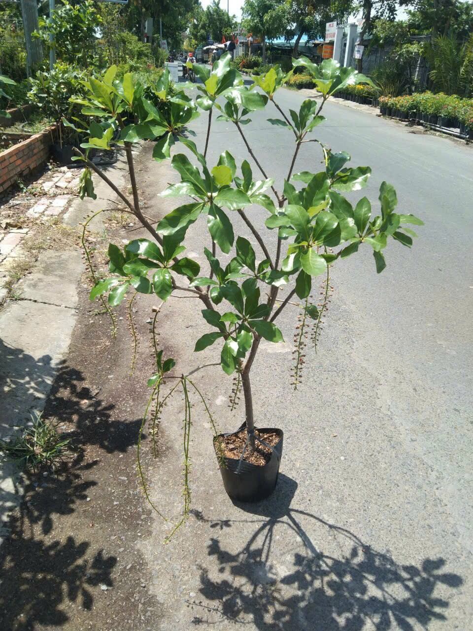 Cây Lộc Vừng đỏ huyết siêu hoa