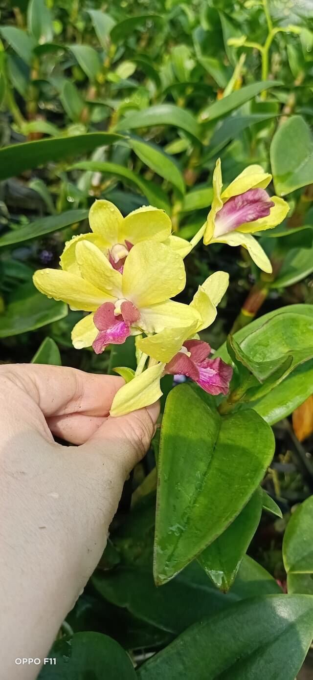 Hoa Lan Dendro vàng lưỡi đỏ cây trưởng thành