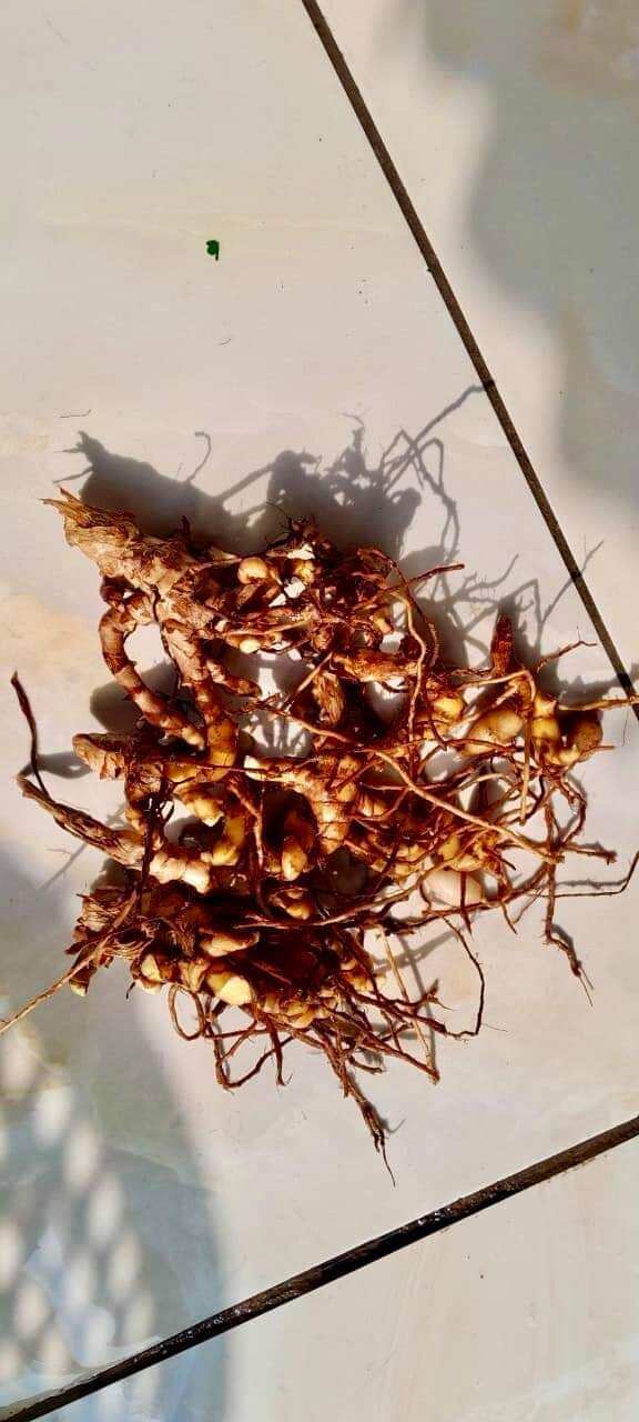1kg củ nghệ bọ cạp tươi ruột vàng