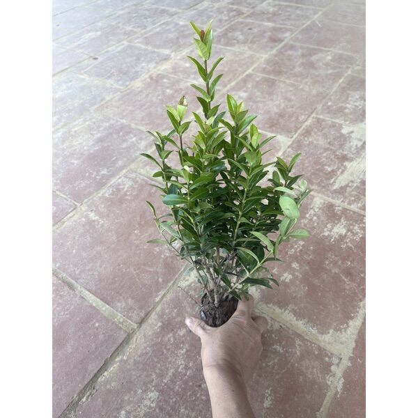 Cây hoa mẫu đơn ngũ sắc